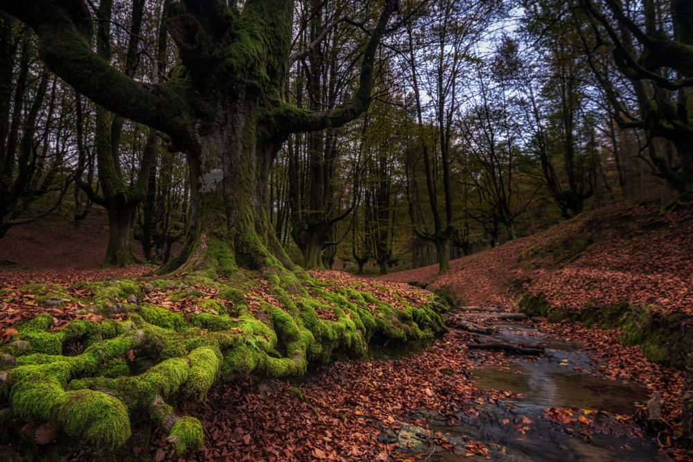 La Selva de Irati
