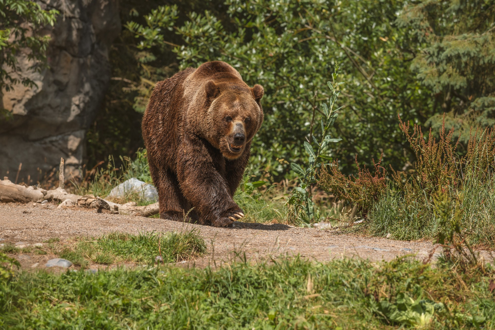 El oso
